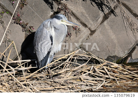 Wild birds Winter birds Wild birds Winter birds 135079619