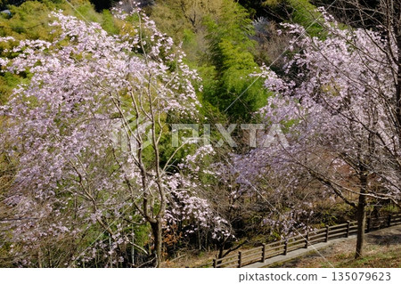 Weeping cherry blossoms and bamboo forest [Tsukui, Sagamihara City, April] 135079623