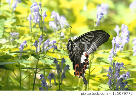 一隻鳳蝶正在吸食黃芩花的花蜜 135079773