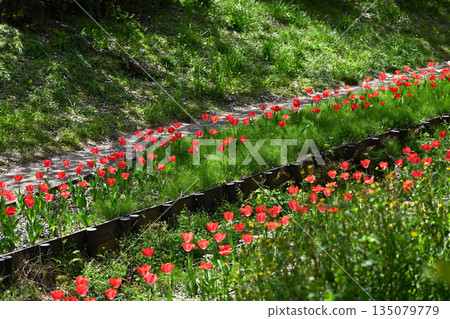 江川瀨良木綠道沿線的櫻花樹 135079779