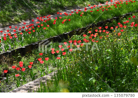 江川瀨良木綠道沿線的櫻花樹 135079780