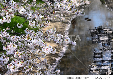 江川瀨良木綠道沿線的櫻花樹 135079782