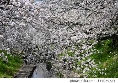 江川瀨良木綠道沿線的櫻花樹 135079784