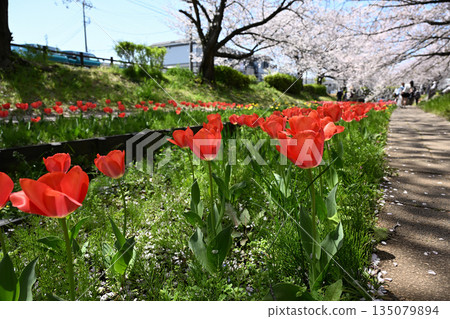 Cherry blossom trees along the Egawa Seseragi Greenway 135079894