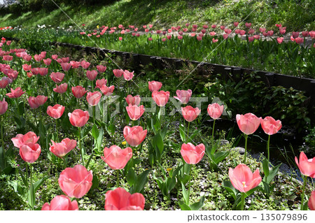 江川瀨良木綠道沿線的櫻花樹 135079896