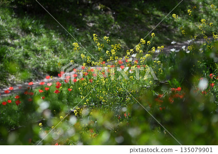 江川瀨良木綠道沿線的櫻花樹 江川瀨良木綠道沿線的櫻花樹 135079901