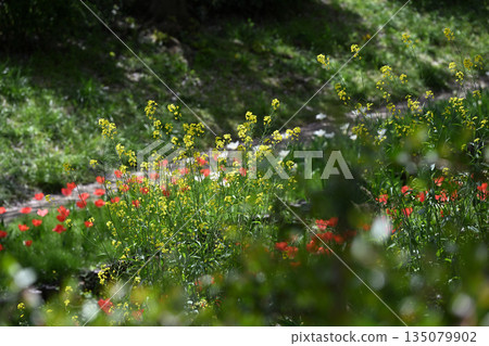 江川瀨良木綠道沿線的櫻花樹 135079902