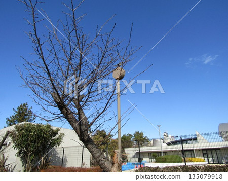 Winter buds can be seen on the rows of cherry blossom trees at Kojima Flower Garden Winter buds can be seen on the rows of cherry blossom trees at Kojima Flower Garden 135079918