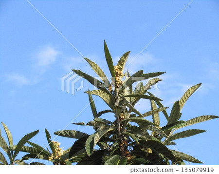 Loquat flowers blooming in winter Loquat flowers blooming in winter 135079919