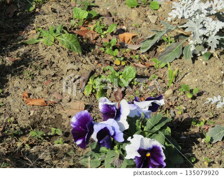 Blue pansies and silver ragwort 135079920