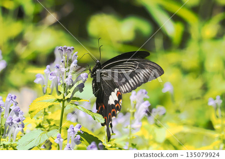 一隻鳳蝶正在吸食黃芩花的花蜜 135079924