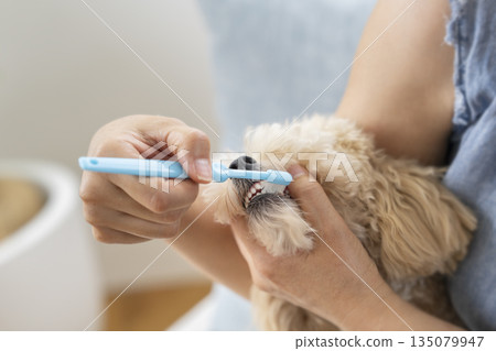 A small dog's mouth being brushed 135079947