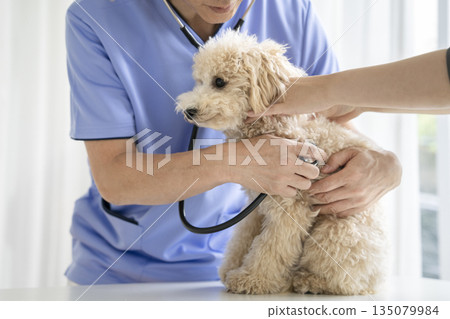 獸醫正在用聽診器檢查一隻10個月大的雌性比熊貴賓犬幼犬。 獸醫正在用聽診器檢查一隻10個月大的雌性比熊貴賓犬幼犬。 135079984