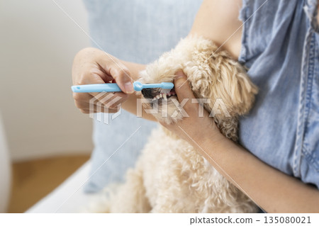 正在給小狗刷牙 135080021