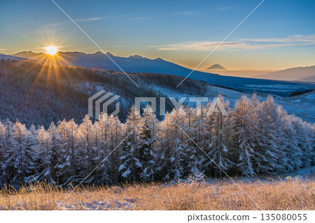 隆冬時節，霧峰高原上的富士山和覆滿霜雪的落葉松閃耀著銀光。 135080055
