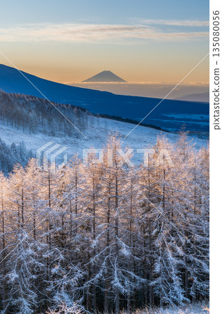 隆冬時節,霧峰高原上的富士山和覆滿霜雪的落葉松閃耀著銀光。 隆冬時節,霧峰高原上的富士山和覆滿霜雪的落葉松閃耀著銀光。 135080056