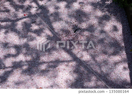 江川瀨良木綠道沿線的櫻花樹 135080164