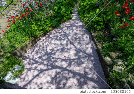 江川瀨良木綠道沿線的櫻花樹 135080165