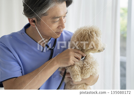 A veteran veterinarian examining a Bichon Poo puppy (10 months old, female) A veteran veterinarian examining a Bichon Poo puppy (10 months old, female) 135080172