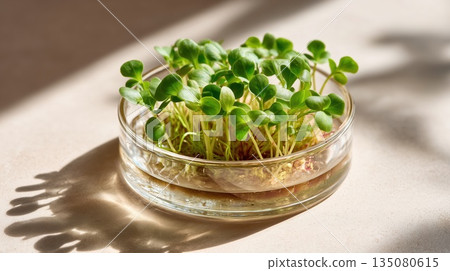 Healthy microgreens growing in a clear dish with roots visible, under soft sunlight on a warm toned minimal background. Healthy microgreens growing in a clear dish with roots visible, under soft sunlight on a warm toned minimal background. 135080615