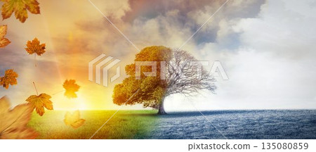 Solitary deciduous tree is standing in split meadow with drifting maple leaves and frosty grass Solitary deciduous tree is standing in split meadow with drifting maple leaves and frosty grass 135080859