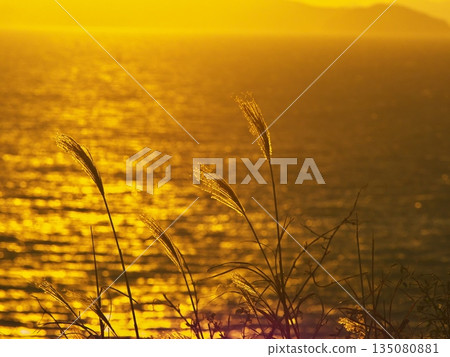 Cape Irago: View of the Japanese pampas grass and the golden sea from the ruins of the Irago Defense Post Cape Irago: View of the Japanese pampas grass and the golden sea from the ruins of the Irago Defense Post 135080881