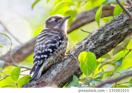 Kogera在森林裡 135081033