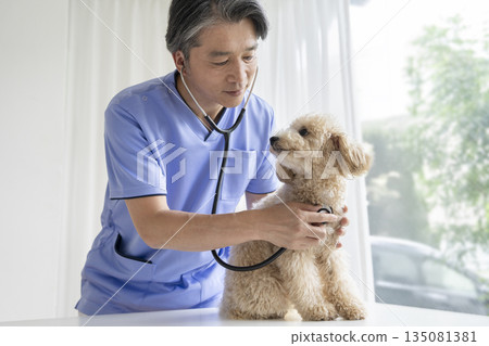一位資深獸醫正在檢查一隻比熊貴賓犬幼犬（10個月大，雌性）。 135081381