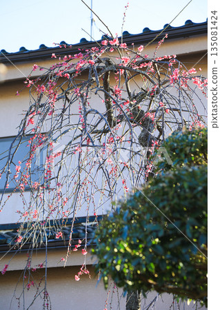 春日陽光下的粉紅色梅花 135081424