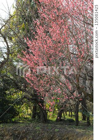 大自然中盛開的粉紅李子樹 135081425