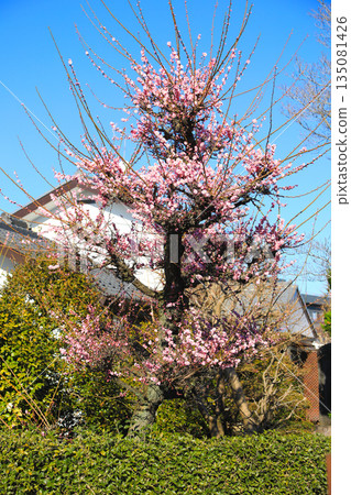 春天盛開的粉紅色李樹 135081426