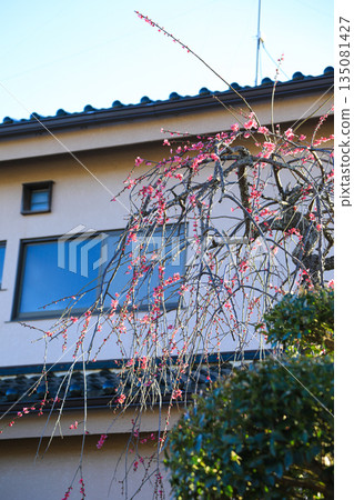 春日美景，粉紅梅花盛開 135081427