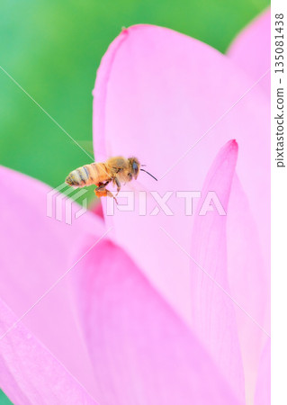A honeybee flying over a pink lotus flower A honeybee flying over a pink lotus flower 135081438