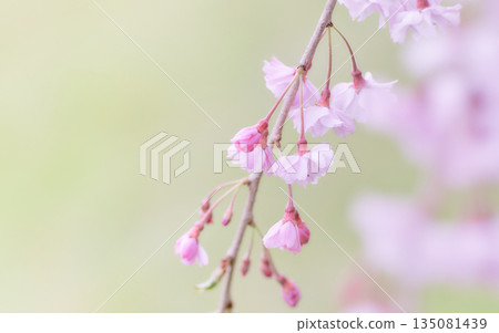 A close-up of a beautiful weeping cherry tree just beginning to bloom against a light green background A close-up of a beautiful weeping cherry tree just beginning to bloom against a light green background 135081439