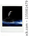 一隻灰鷺凝視著夜幕下的波浪——極地風格 135081479