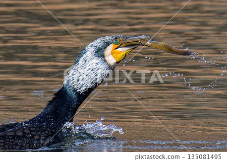 A cormorant greedily swallows an eel A cormorant greedily swallows an eel 135081495