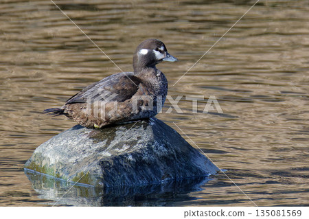 A female Harlequin duck on a rock A female Harlequin duck on a rock 135081569