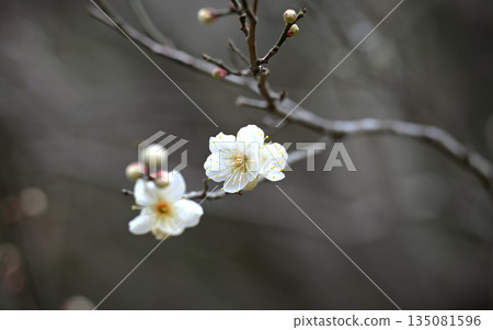 早春時節,古老寺廟裡盛開著白色的梅花。 早春時節,古老寺廟裡盛開著白色的梅花。 135081596