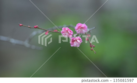 早春時節，古廟裡盛開著紅梅花。 135081597