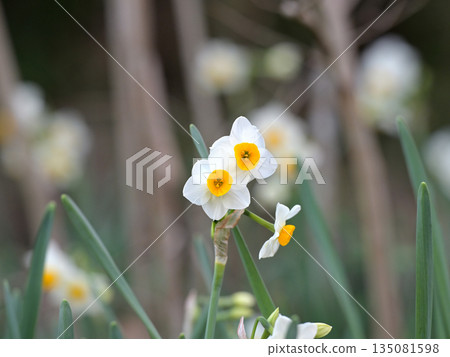 早春的水仙花 早春的水仙花 135081598
