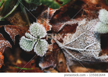 Frozen frost on leaves 135081644