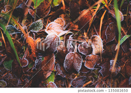 Late autumn foliage with frost 135081650