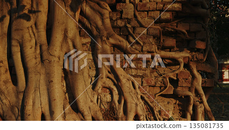 Dramatic close-up of thick tree roots growing over an old brick wall . Natural texture and warm evening light illustrate the passage of time and power of nature 135081735