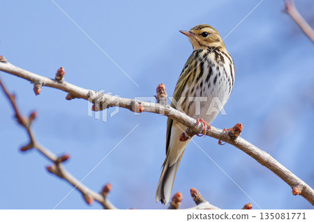 A bottlenose thrush perched on a tree branch 135081771