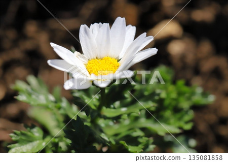 冬日花園裡盛開著北極菊的小白花 135081858