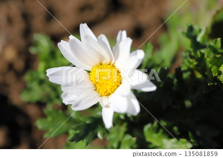 Small white flowers of Chrysanthemum North Pole blooming in a winter garden 135081859