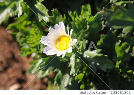 冬日花園裡盛開著北極菊的小白花 冬日花園裡盛開著北極菊的小白花 135081861