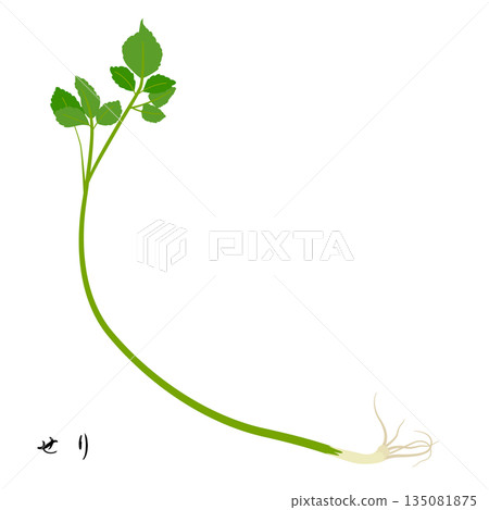 Illustration of Japanese parsley, one of the seven herbs of spring Illustration of Japanese parsley, one of the seven herbs of spring 135081875