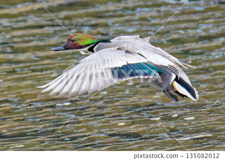 雄性綠頭鴨飛行中 135082012