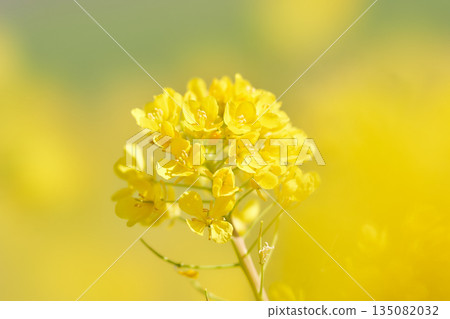 Close-up of mustard plant (rapeseed) flowers against a yellow background 135082032